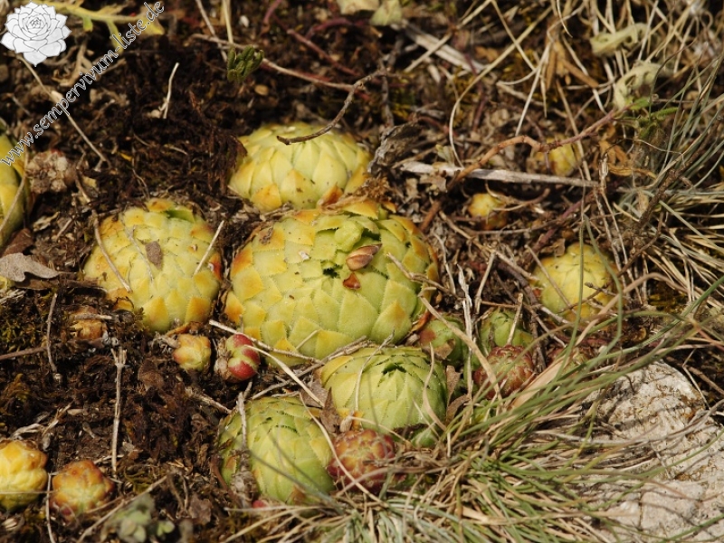 globiferum ssp. globiferum from Koněprusy, Zlatý kůň