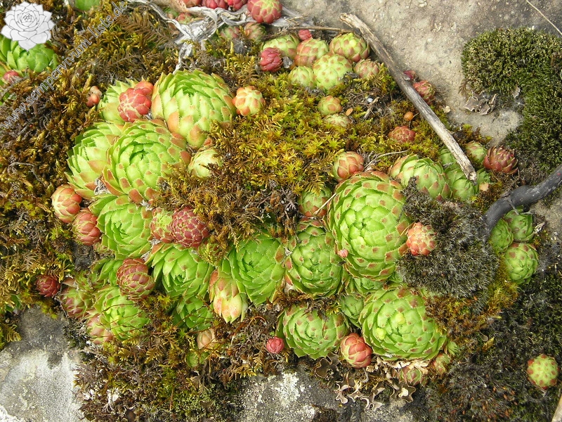 globiferum ssp. globiferum from Andělská hora