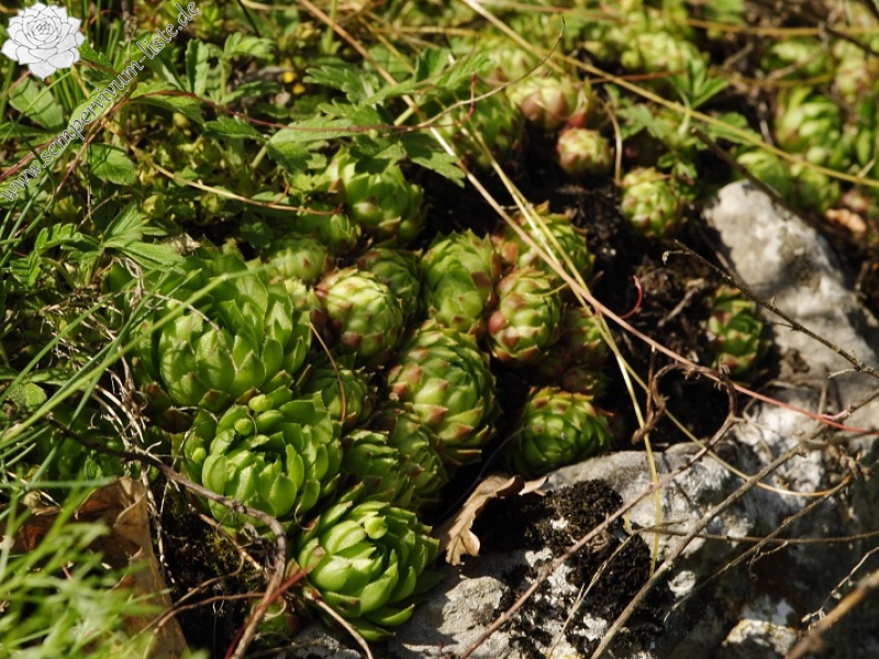 globiferum ssp. globiferum from Koda