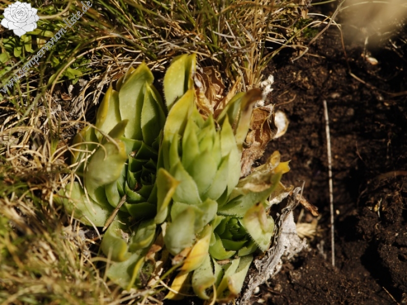 heuffelii from Kobilini steni, Süd