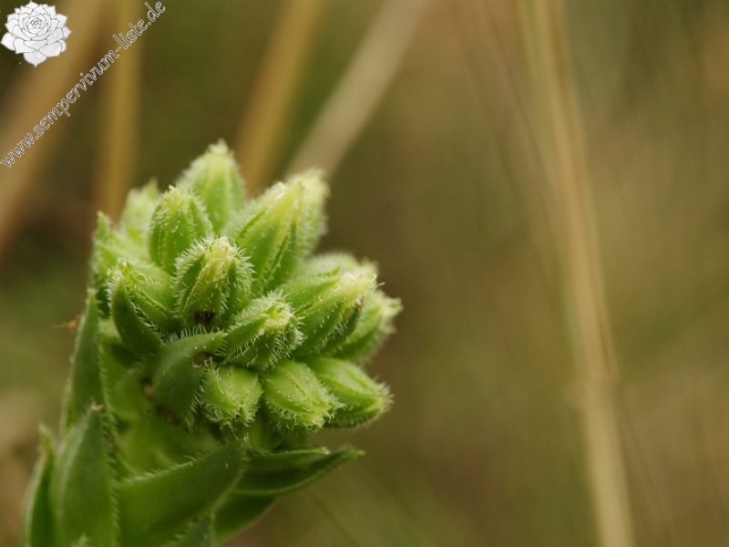 globiferum ssp. hirtum from Bratislava, Parlament