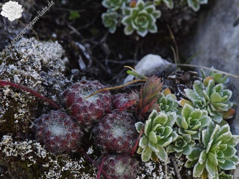 ciliosum ssp. ciliosum (galicicum) from Tepeno, östl. Abhang