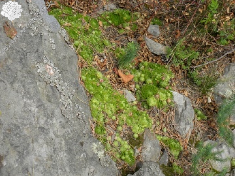 globiferum ssp. globiferum from Kozelka
