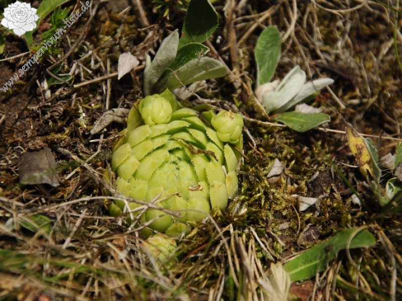 globiferum ssp. globiferum from Podštěly, Jezerský vrch