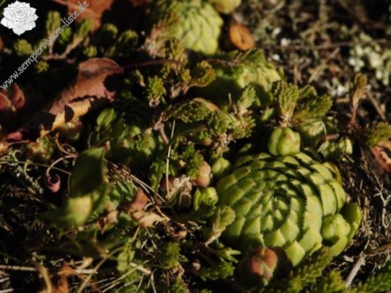 globiferum ssp. globiferum from Statíková skála