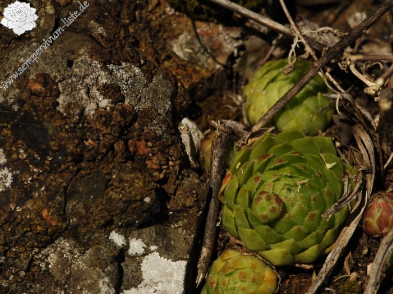 globiferum ssp. globiferum from Trubínský vrch