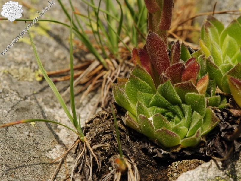 heuffelii from Puknata skala