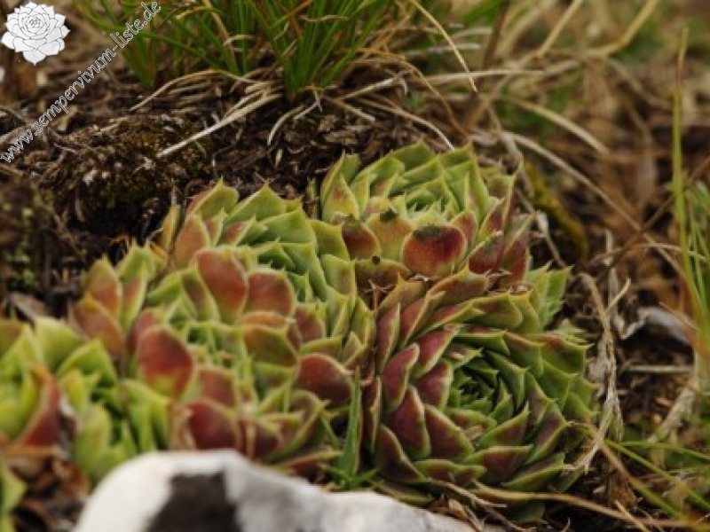 heuffelii from Manastirište