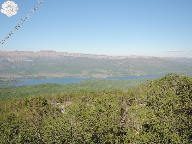 marmoreum from Mt. Svilaja