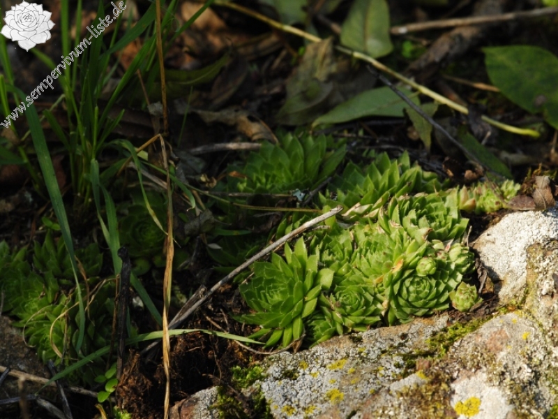 globiferum ssp. globiferum from Zlatá Hvězda