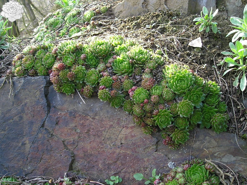 globiferum ssp. globiferum from Chrást u Plzně