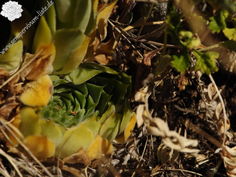 heuffelii from Kobilini steni, Süd