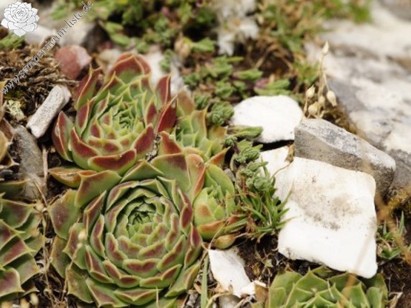 heuffelii from Manastirište