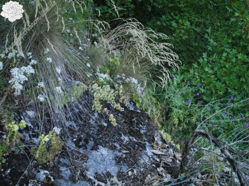 leucanthum from Sveti Ivan Rilski (unterhalb)