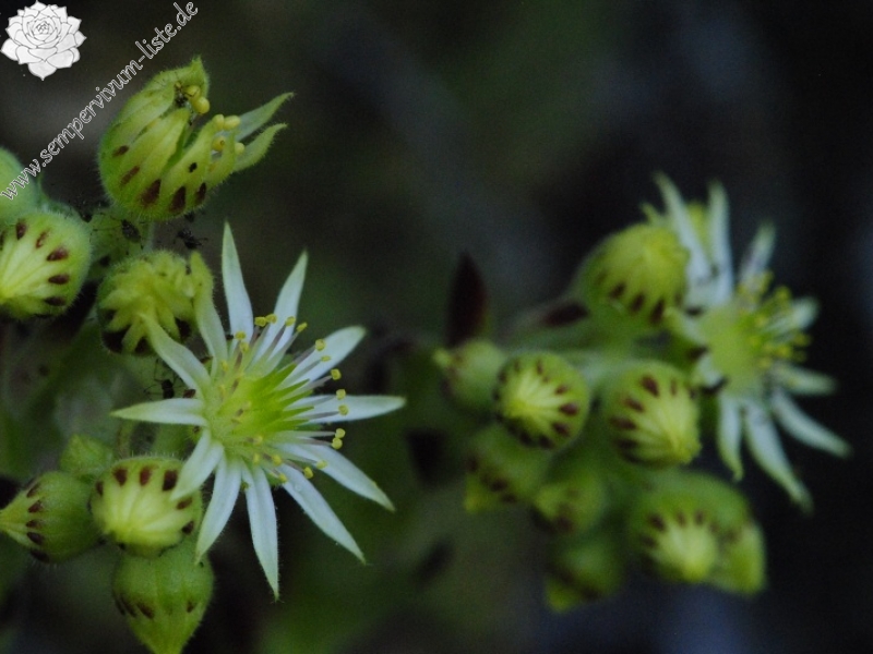 leucanthum from Sveti Ivan Rilski (unterhalb)