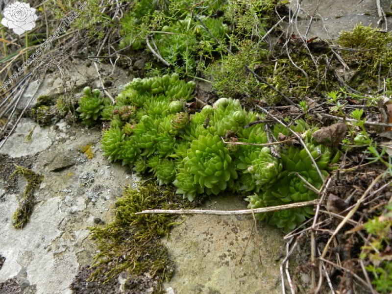 globiferum ssp. globiferum from Špičák bei Mezí