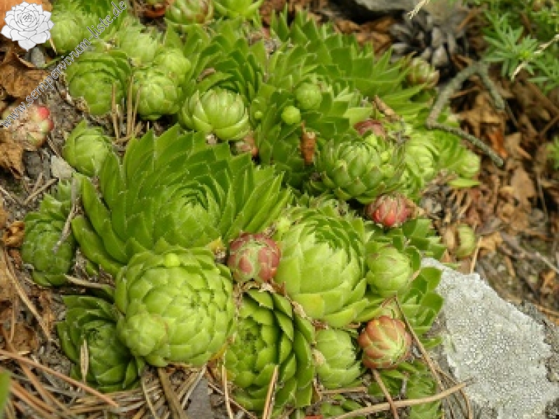 globiferum ssp. globiferum from Kozelka