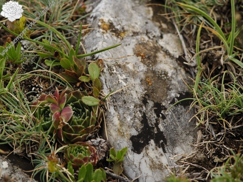 heuffelii from Smrdlivi virovi, SO