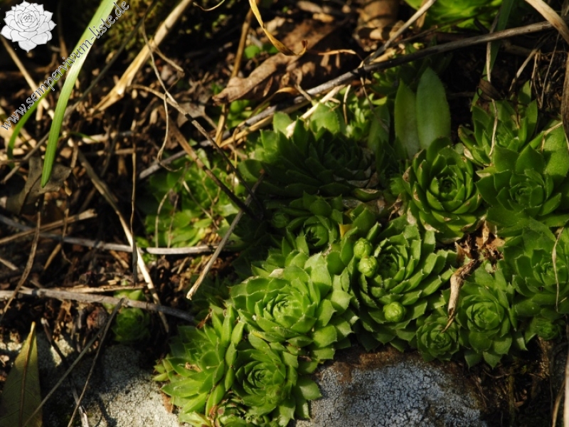 globiferum ssp. globiferum from Zlatá Hvězda