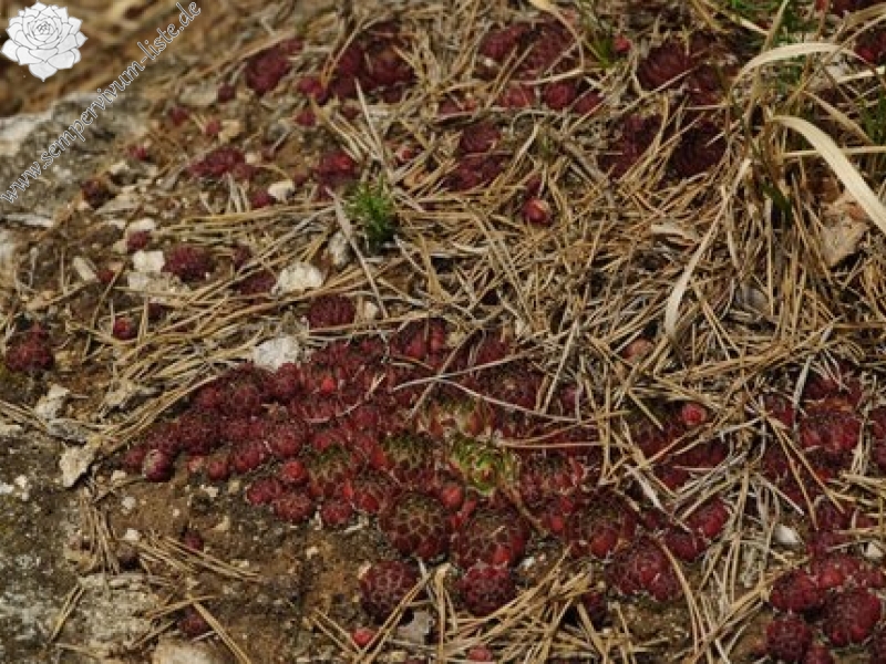 globiferum ssp. globiferum from Čepice, NO