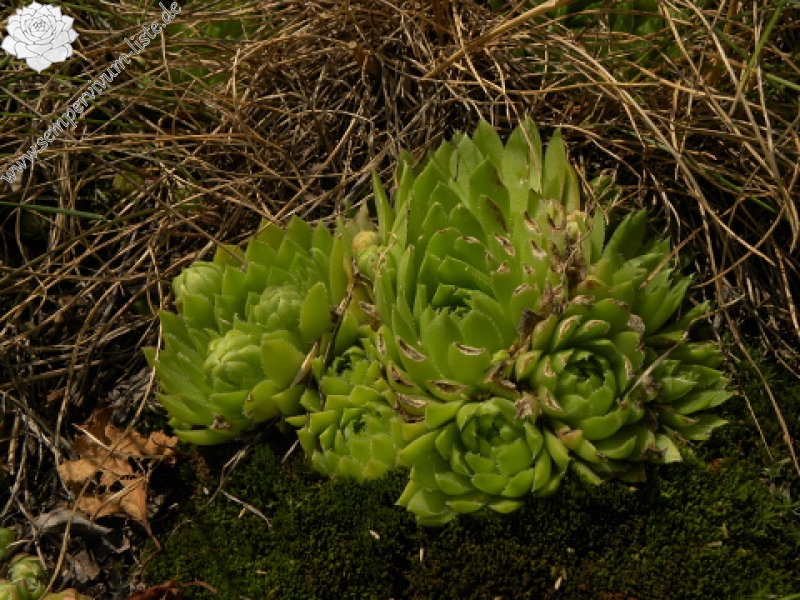 globiferum ssp. globiferum from Sepuska
