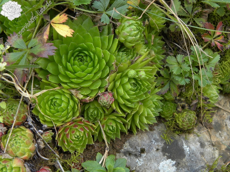 globiferum ssp. globiferum from Lipovec, Velká Dohoda