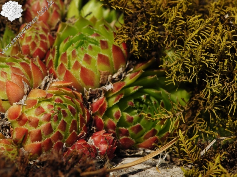 globiferum ssp. globiferum from Hejná, Radvanka