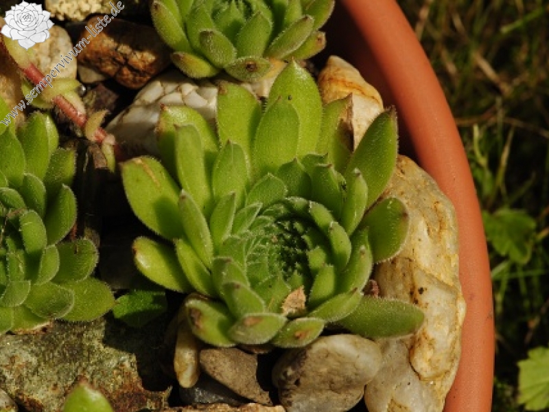 kosaninii from Valušnica (unten)