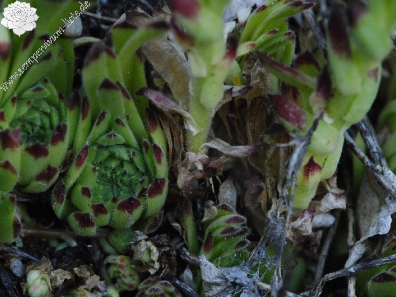 leucanthum from Sveti Ivan Rilski (unterhalb)