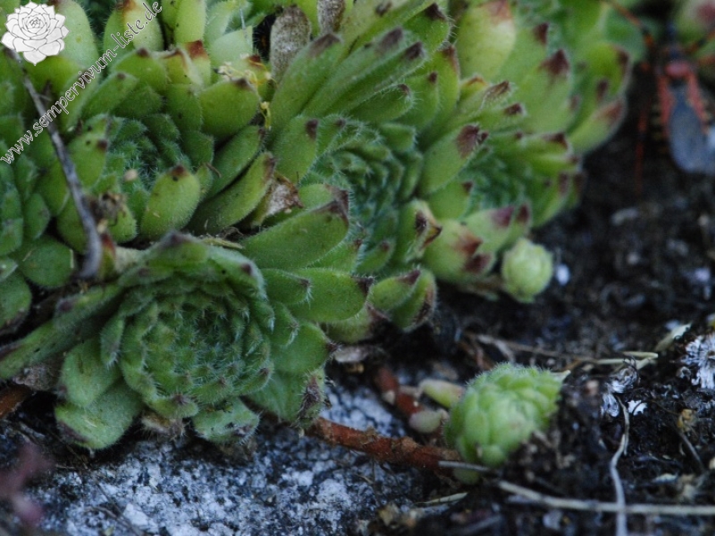leucanthum from Sveti Ivan Rilski (unterhalb)
