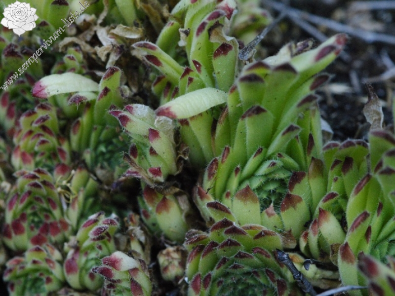 leucanthum from Sveti Ivan Rilski (unterhalb)