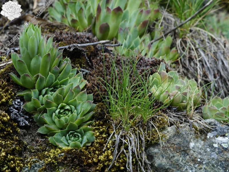 heuffelii from Pobeda (unterhalb)
