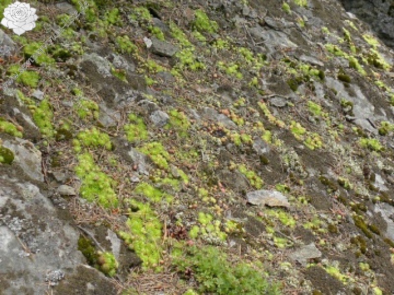 globiferum ssp. globiferum from Kozelka