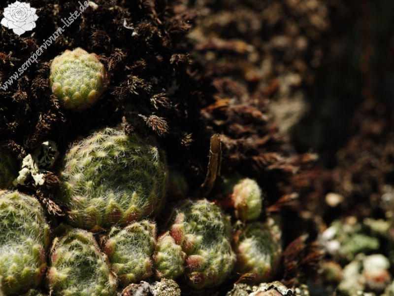 ciliosum from Rila, O, Krasto