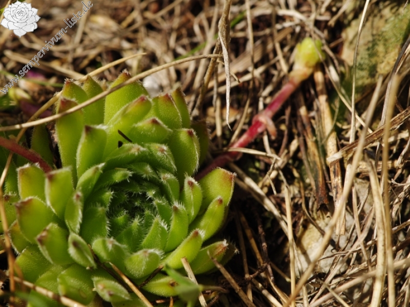 sp. from Bijak Dorok, O Abhang