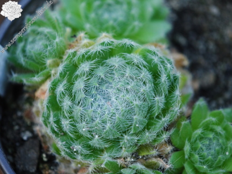 ciliosum ssp. ciliosum (borisii) from Kokalyane