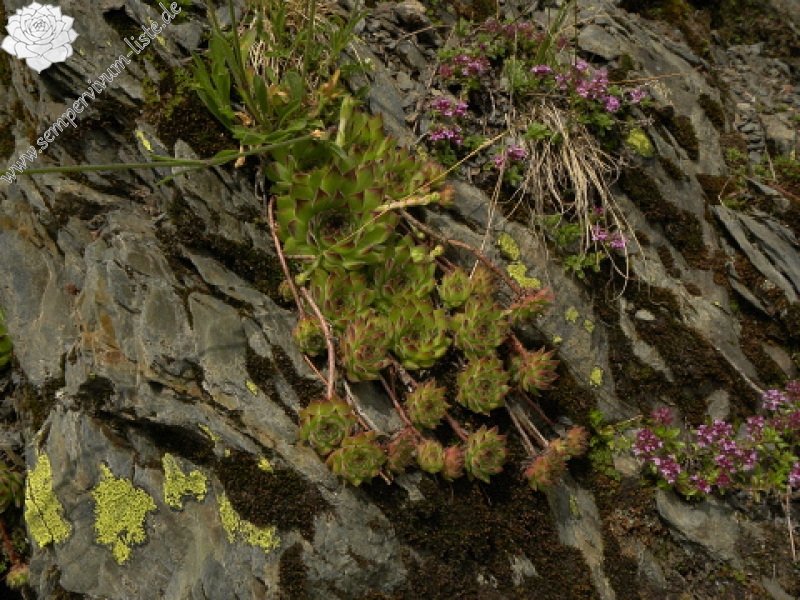 kosaninii from Valušnica (Mitte)