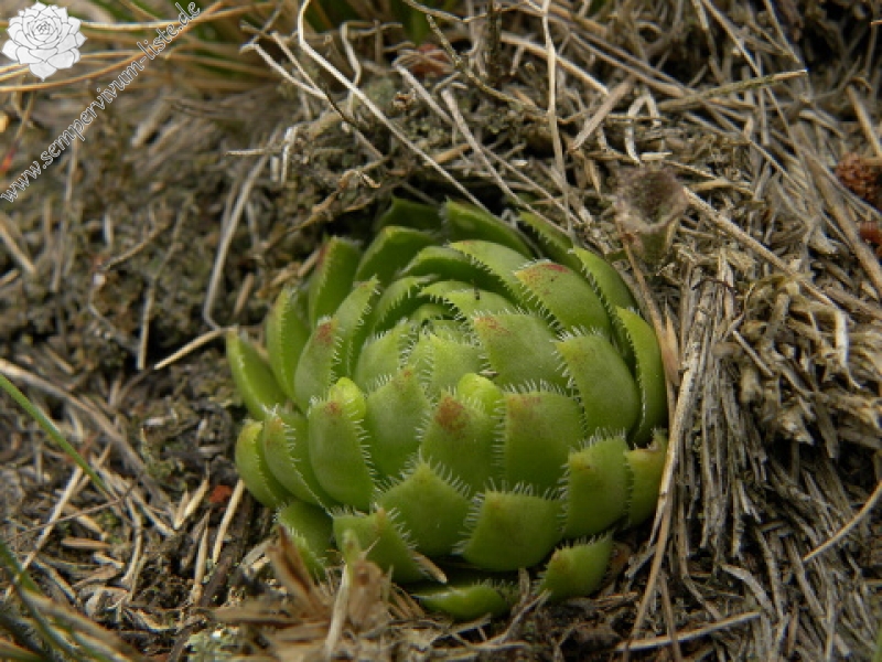 globiferum ssp. globiferum from Křížky