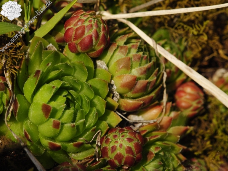 globiferum ssp. globiferum from Hejná, Radvanka