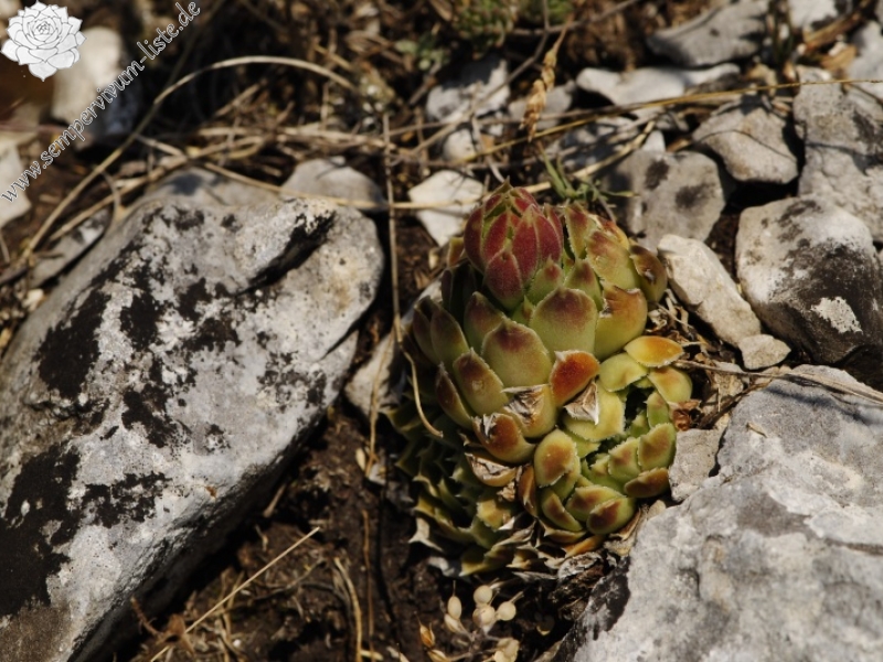 heuffelii from Yagodina, Ushite