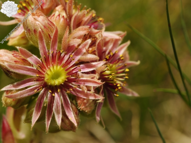 sp. from Bijak Dorok, O Abhang