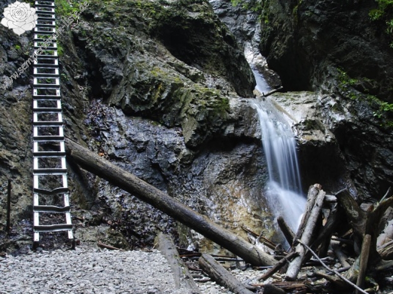 globiferum ssp. hirtum from Podlesok, Okrúhly vrch