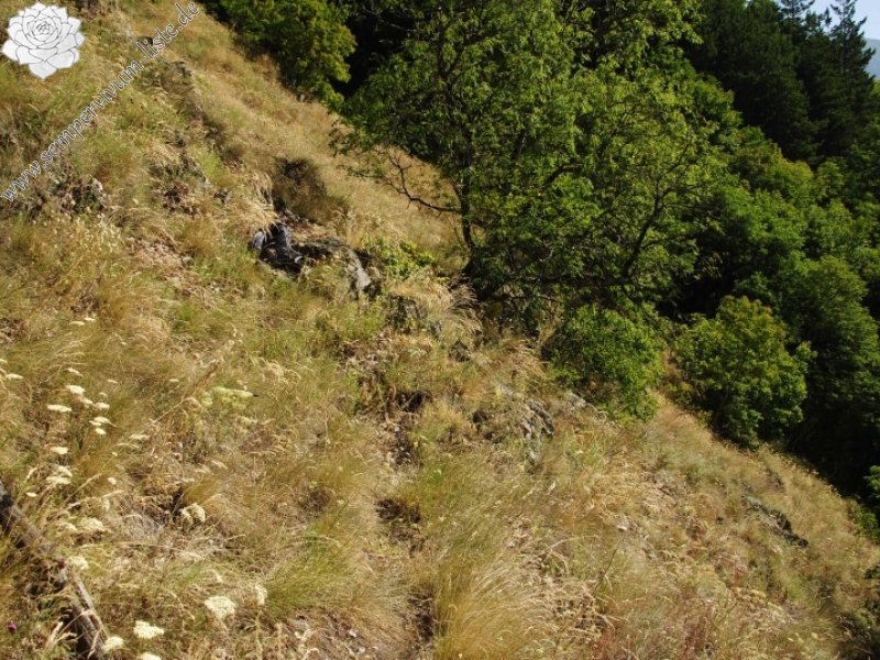 leucanthum from Abhang oberhalb Bačkova Češma