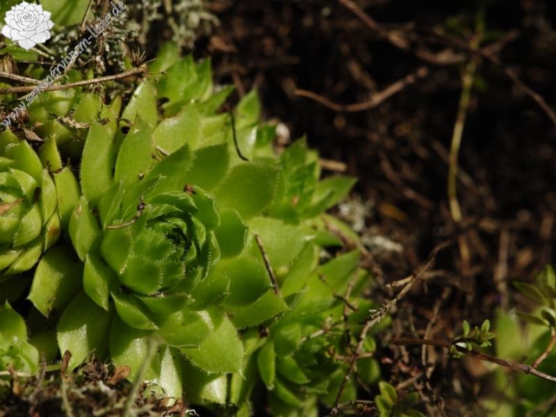 globiferum ssp. globiferum from Manětín, Vuršův mlýn