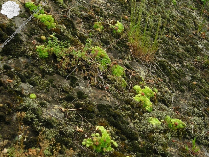 globiferum ssp. globiferum from Burg Žebrák, Točník
