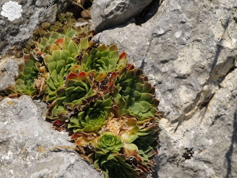 heuffelii from Yagodina, Ushite