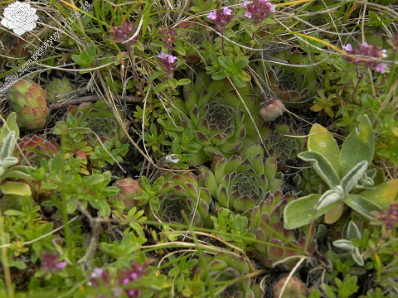 kosaninii from Vreteno