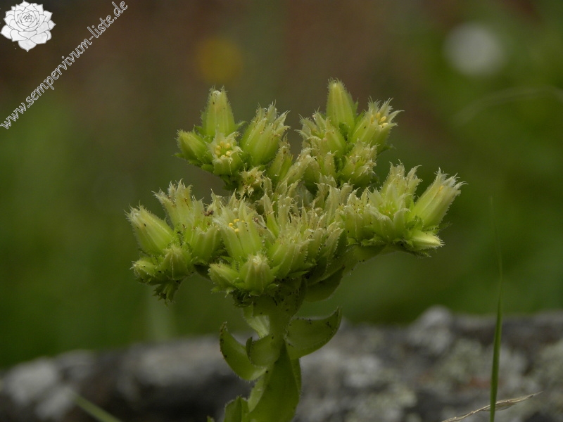 globiferum ssp. globiferum from Fluss Teplá, PR Údolí Teplé