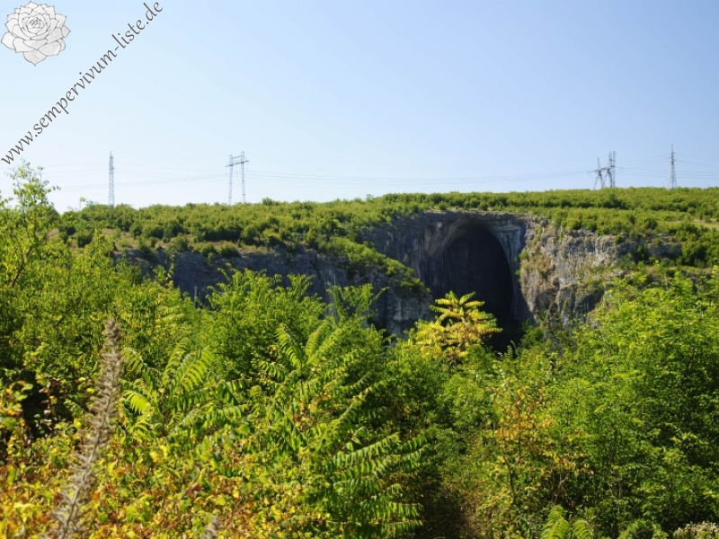 heuffelii from Prohodna