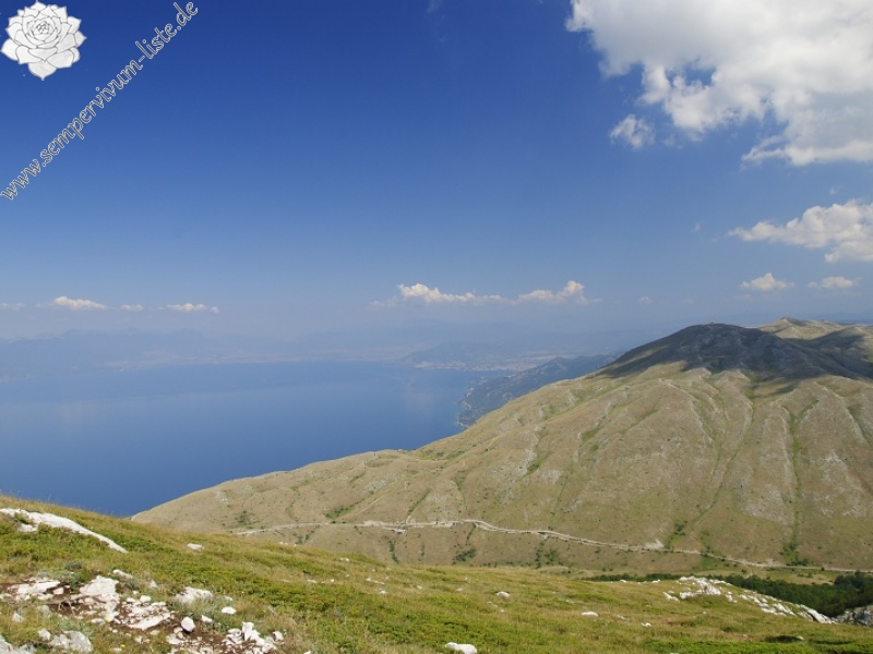 ciliosum ssp. ciliosum (galicicum) from Tepeno, Tafel